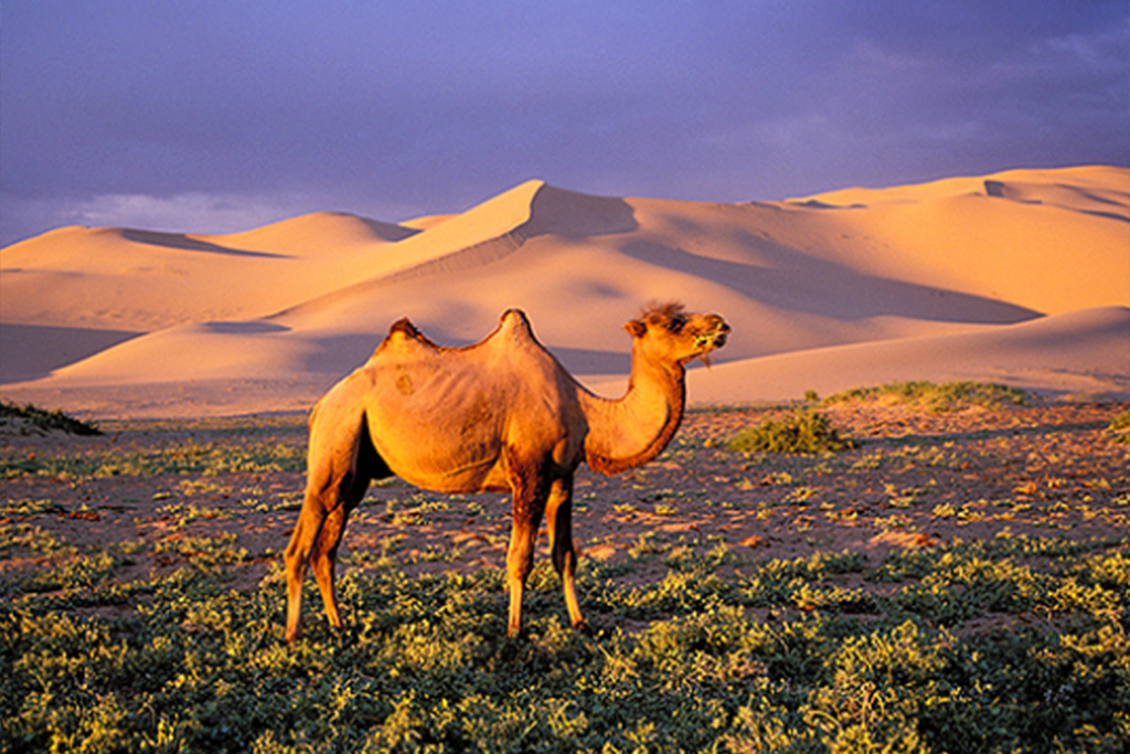 "몽골 고비사막과 테를지 7박 8일 여행 패키지 - ETE Travel Mongolia"